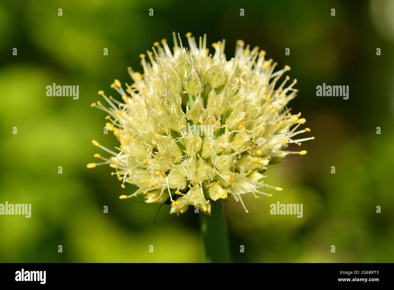 Die Welschzwiebel mit Blume im Sommer in Deutschland im Garten Stockfoto