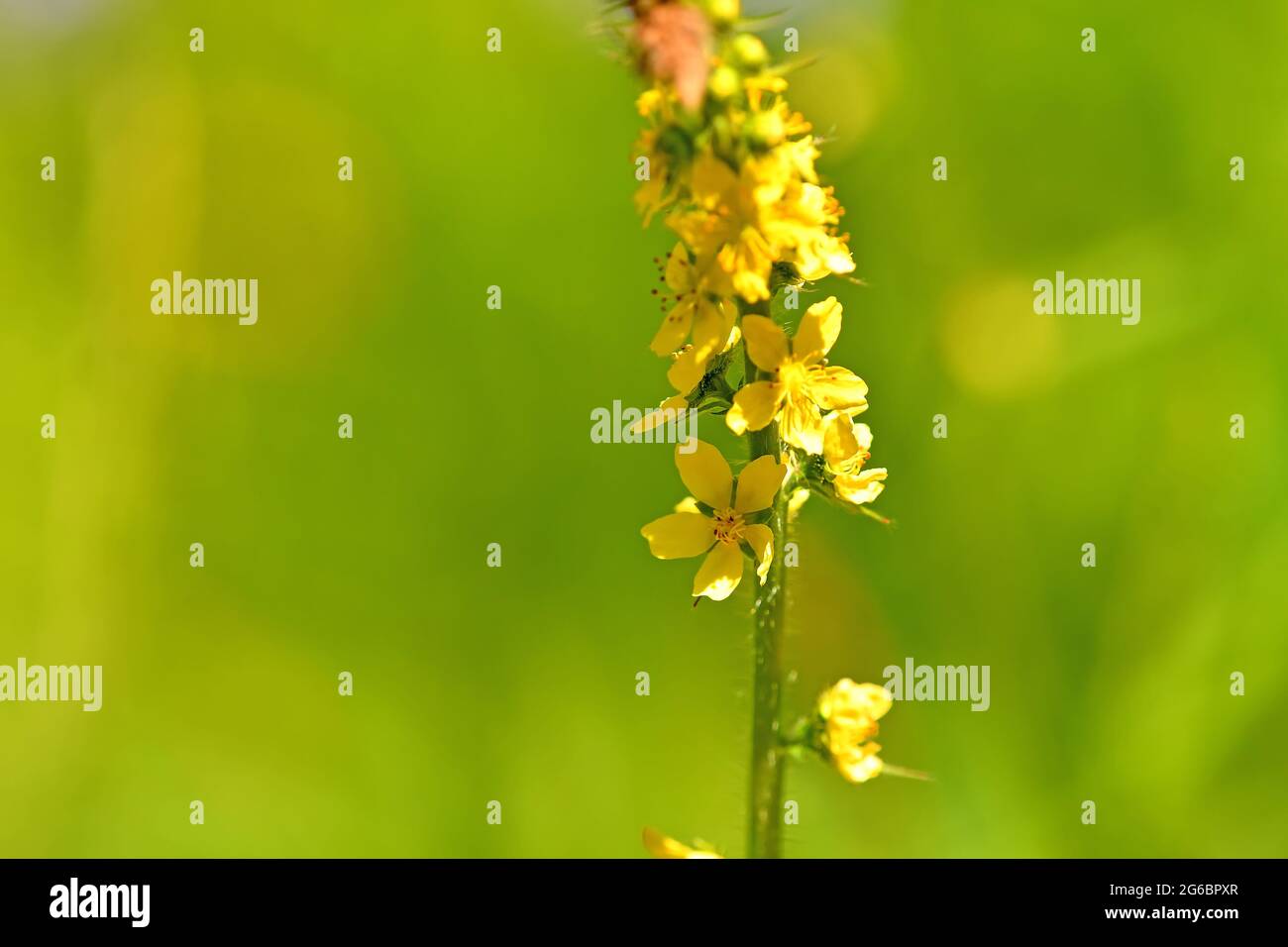 Gemeinsame agrimony mit Blume im Sommer Stockfoto