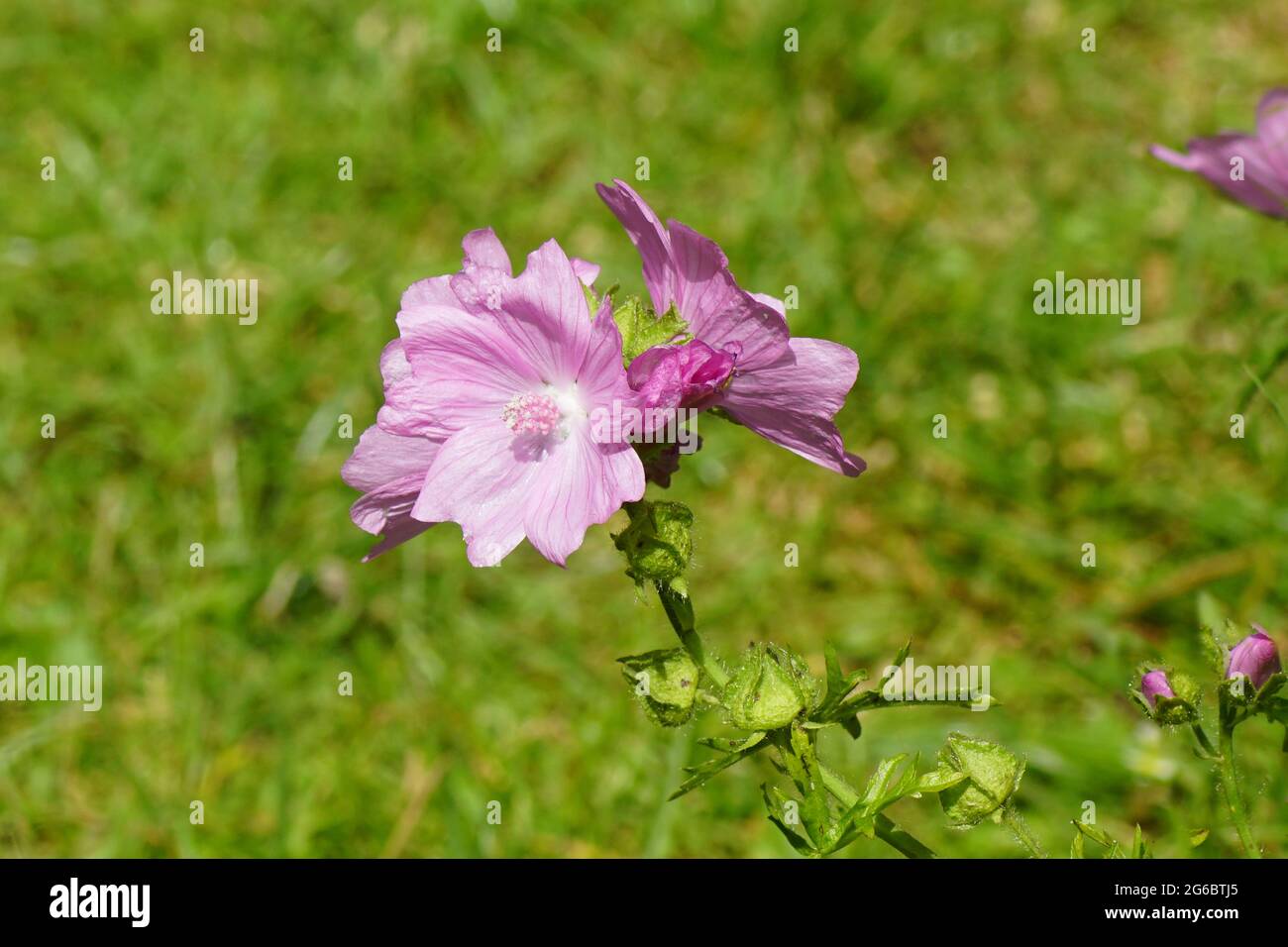 Blühender Moschus-Malve (Malva alcea). Malvenfamilie (Malvaceae). Verblasste Rasenflächen. Holländischer Garten, Juli. Stockfoto