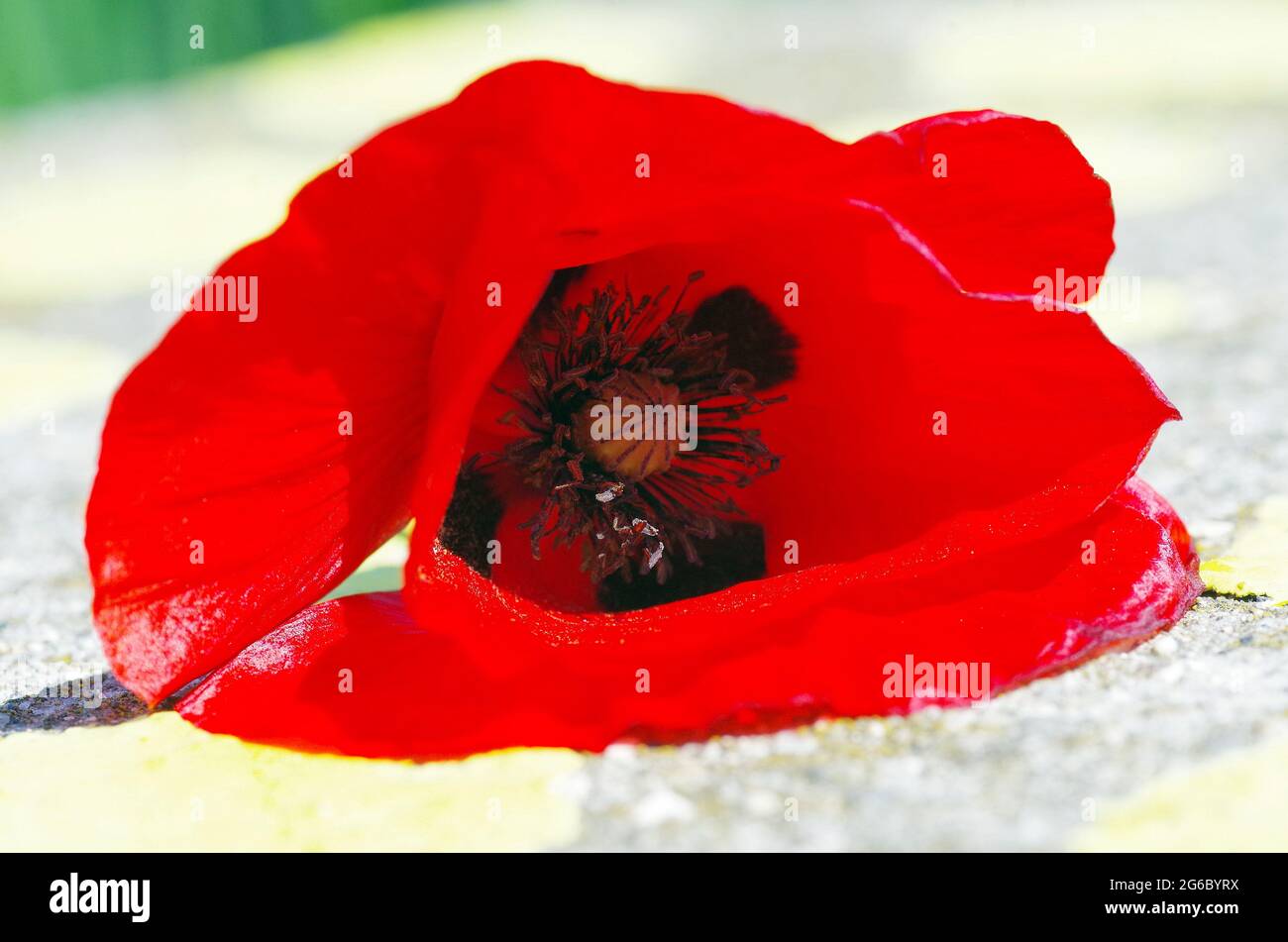 Eine rote Mohnblume extrem Nahaufnahme Stockfoto