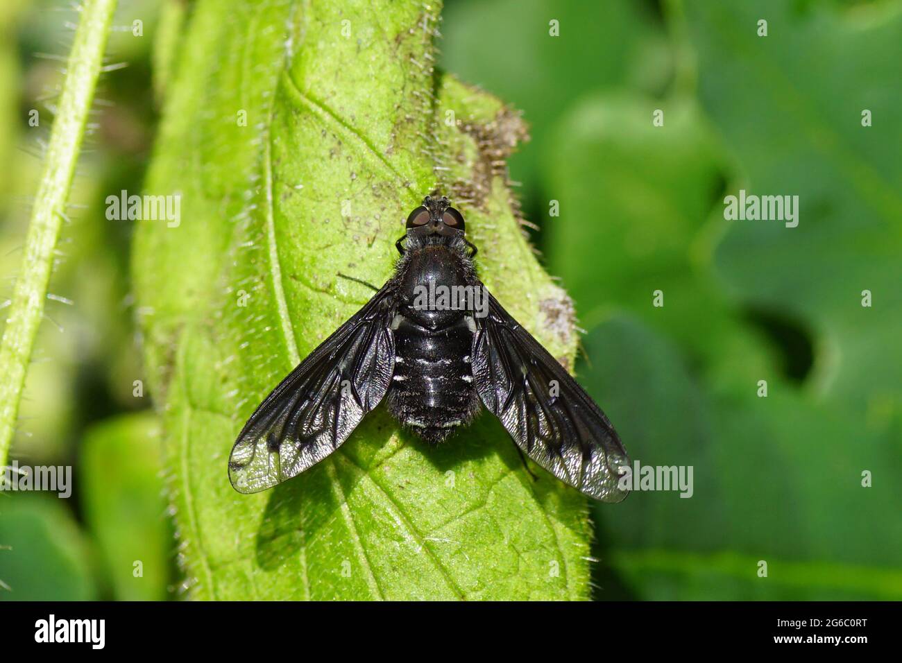 Nahaufnahme Anthrax anthrax, Familie Biene fliegt (Bombyliidae). Eine schwarze Fliege auf einem Blatt in einem holländischen Garten. Juli, Niederlande Stockfoto