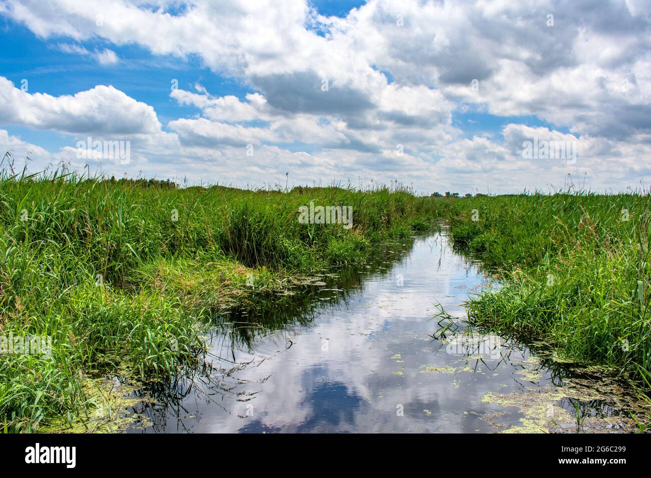 Bad Buchau : Naturschutzgebiet Stockfoto