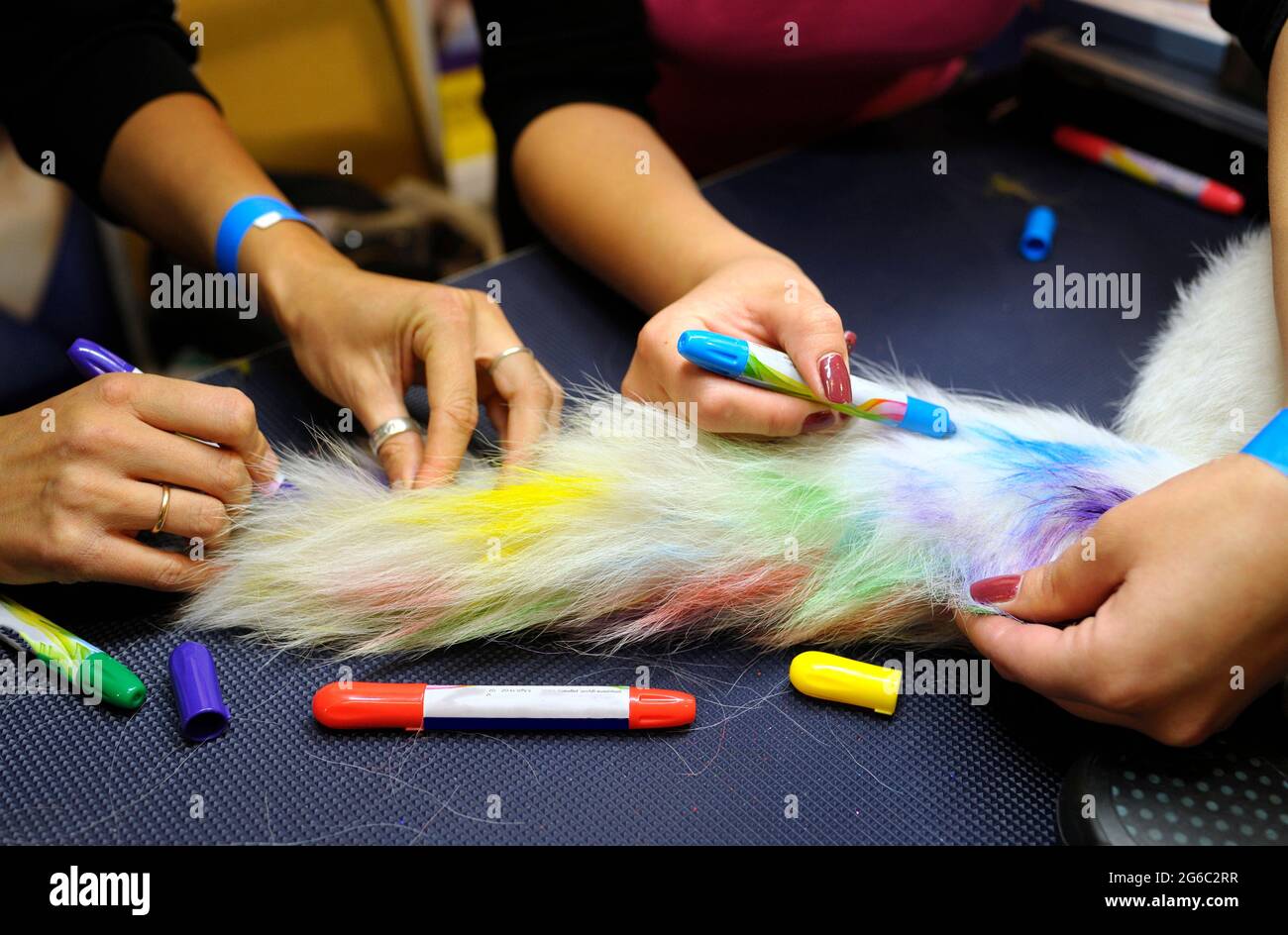 Zwei Frauen Hände Färbung der Silberfuchs Geschichte, während Besitzer streicheln es. Haustiere, Friseursalon. Stockfoto