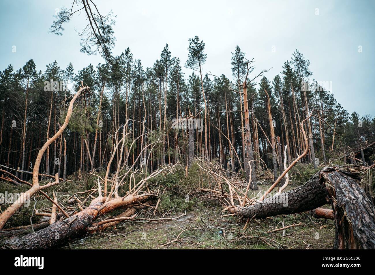 Tornado-Sturmschaden. Gefallen Kiefern im Wald nach Sturm. Entwurzelte Bäume fielen im Wald durch Windstürme Stockfoto