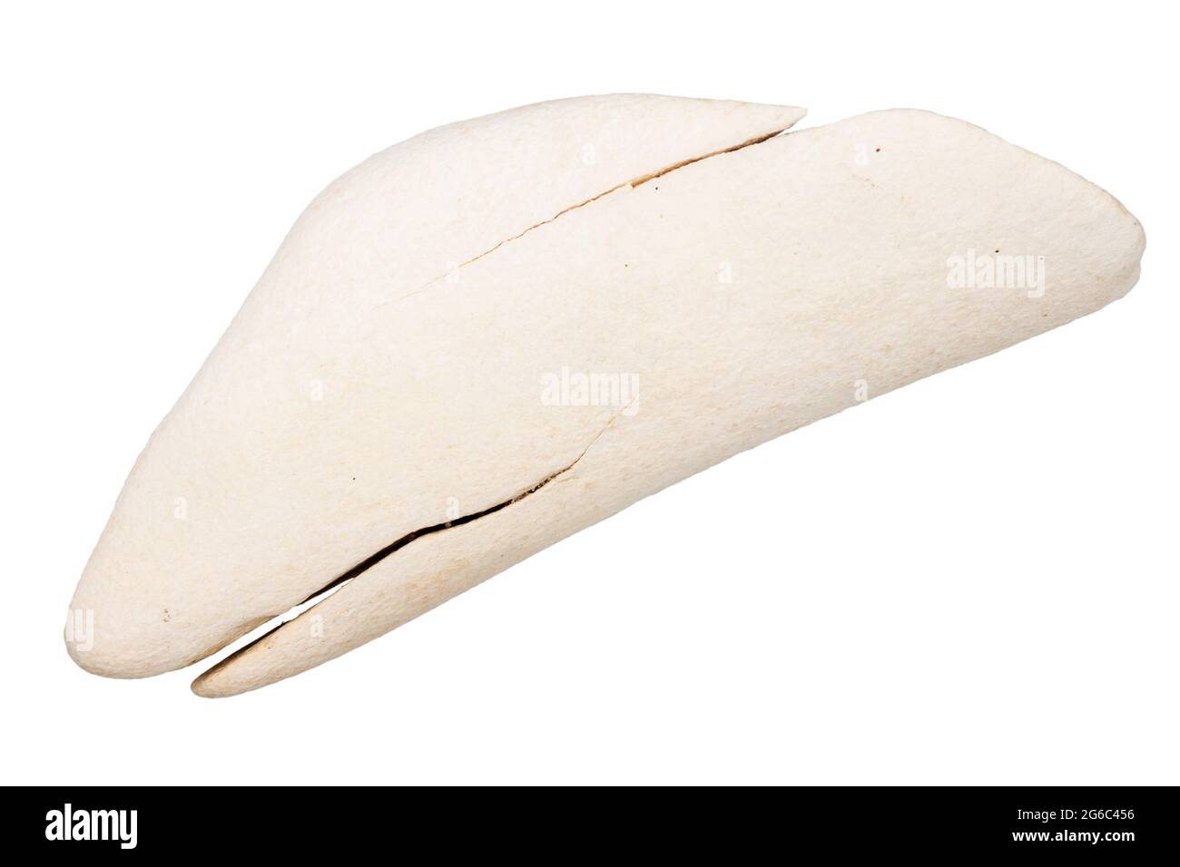 Stück der alten Knochen durch das Meer auf weißem Hintergrund geglättet Stockfoto