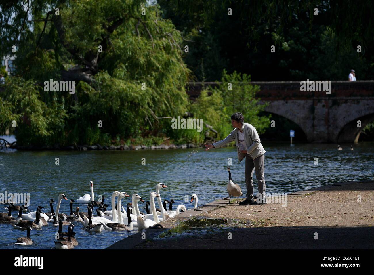 Ein Mann füttert Schwäne und Gänse bei sonnigem Wetter in Stratford-upon-Avon, in Warwickshire. Bilddatum: Montag, 5. Juli 2021. Stockfoto