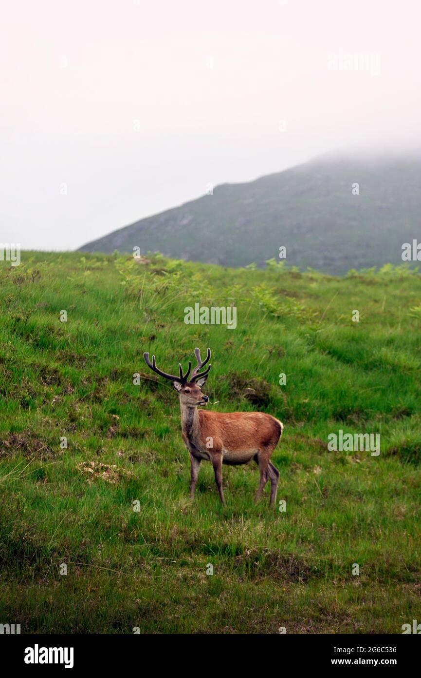 Wilde schottische Hirse, die in den Highlands herumwandern. Stockfoto
