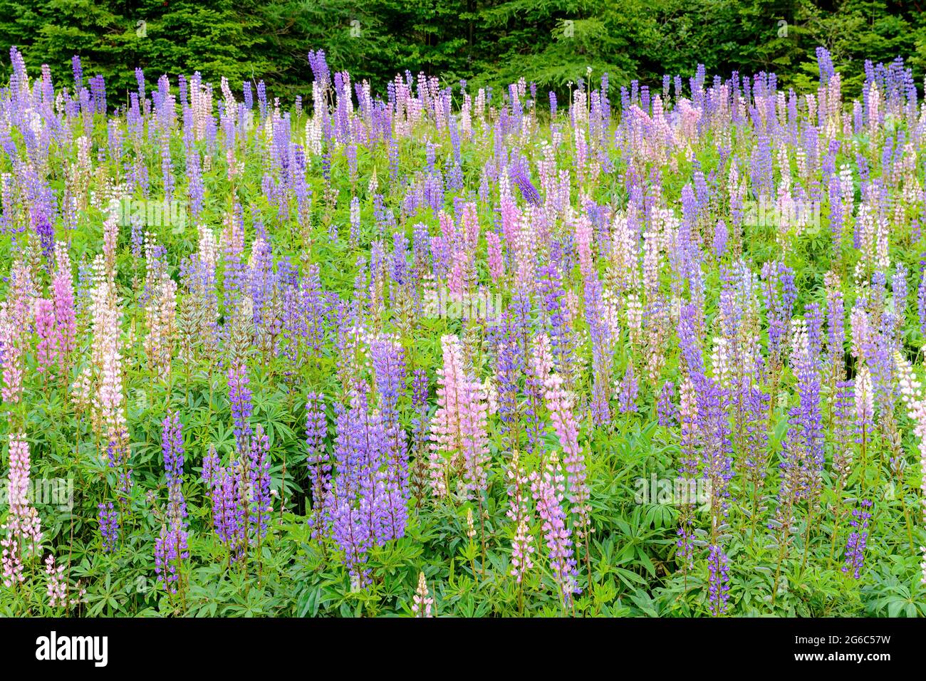 Ein Feld von Lupinen. Die Lupinen sind meist hellviolett und rosa. Wald hinter dem Feld. Andere Pflanzen gemischt. Geringe Schärfentiefe. Stockfoto