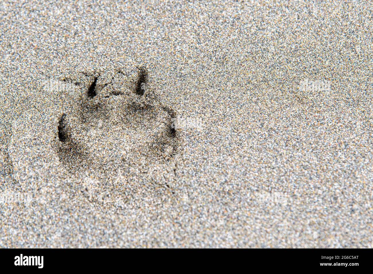 Ein einzelner Hund, Wolf oder Kojote Pfote Druck in glattem Sand. Gut definierte, aber geringe Schärfentiefe. Stockfoto