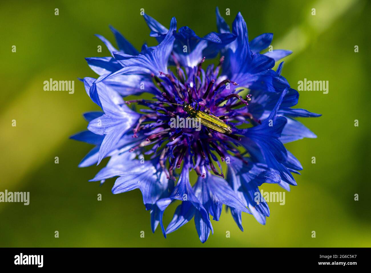 Ein weiblicher, geschwollener Käfer (Oedemera nobilis) auf der Blüte einer Kornblume (Centaurea cyanus) Stockfoto