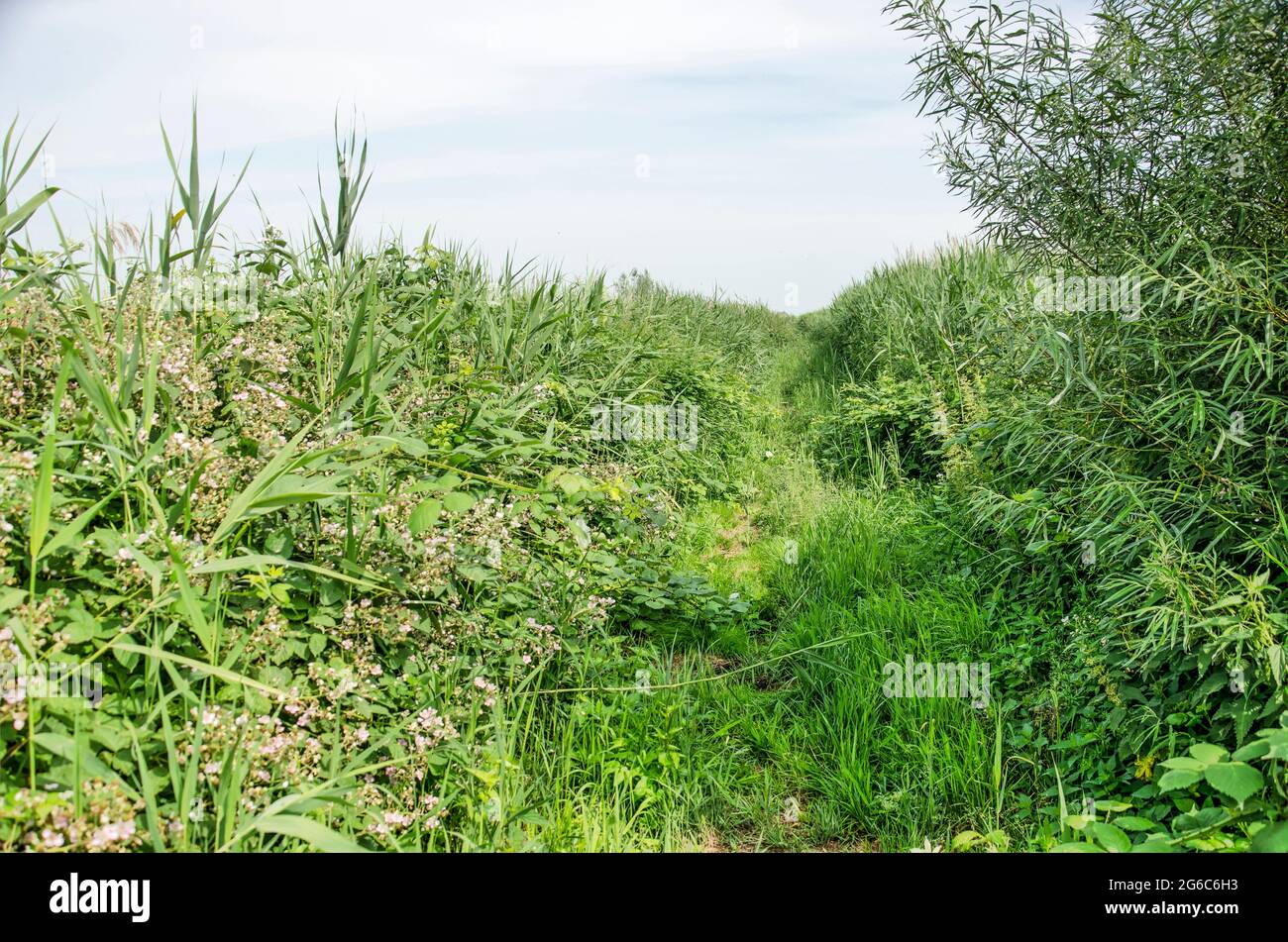 Wanderweg mit hohem Gras überwuchert und mit Schilf und Sträuchern gesäumt auf der Insel Hoeksche Waard, Niederlande Stockfoto