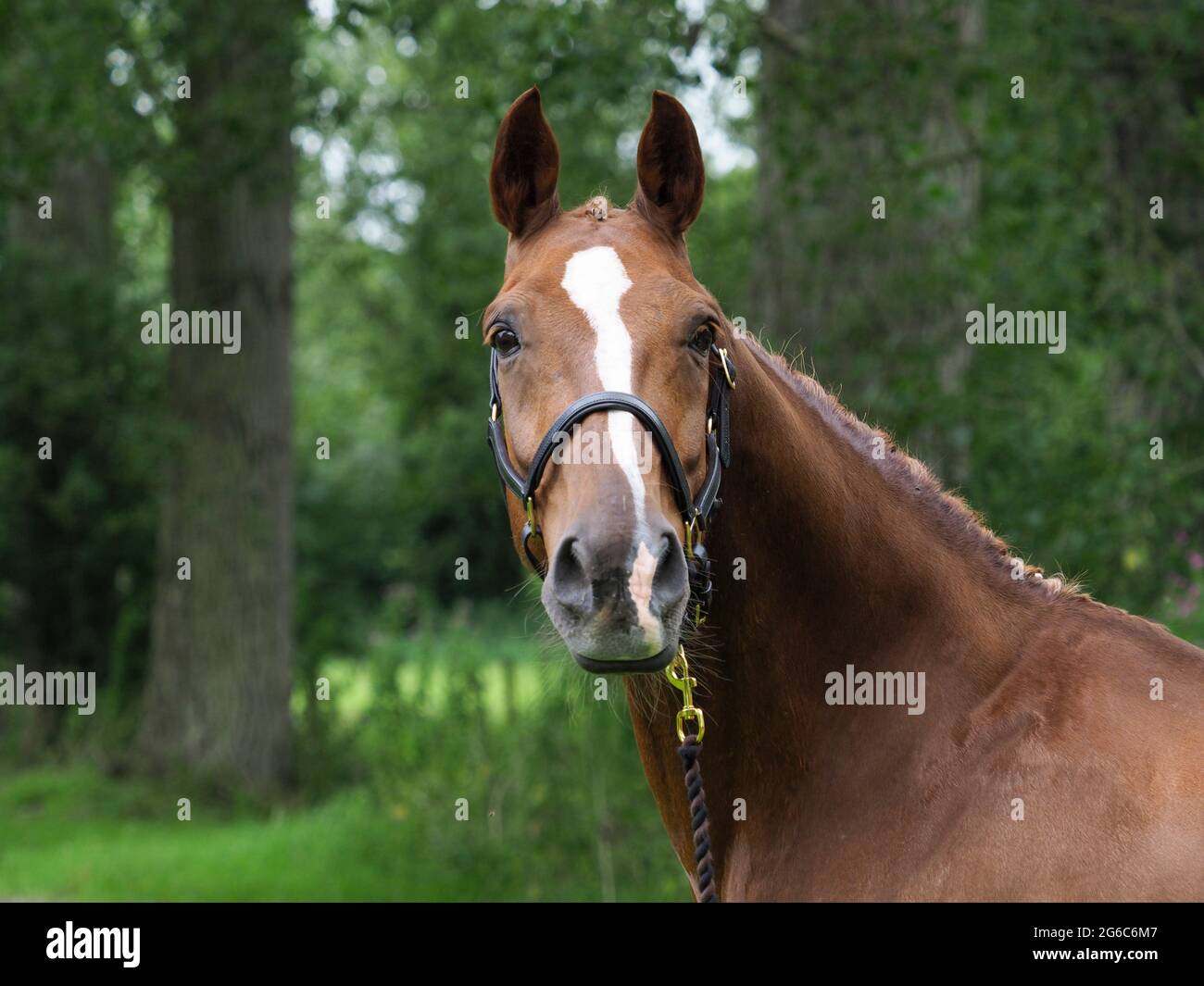 Eine Kopfaufnahme eines kastanienbraunen, in einem Lederkopfkragen geflochtenen Pferdes. Stockfoto
