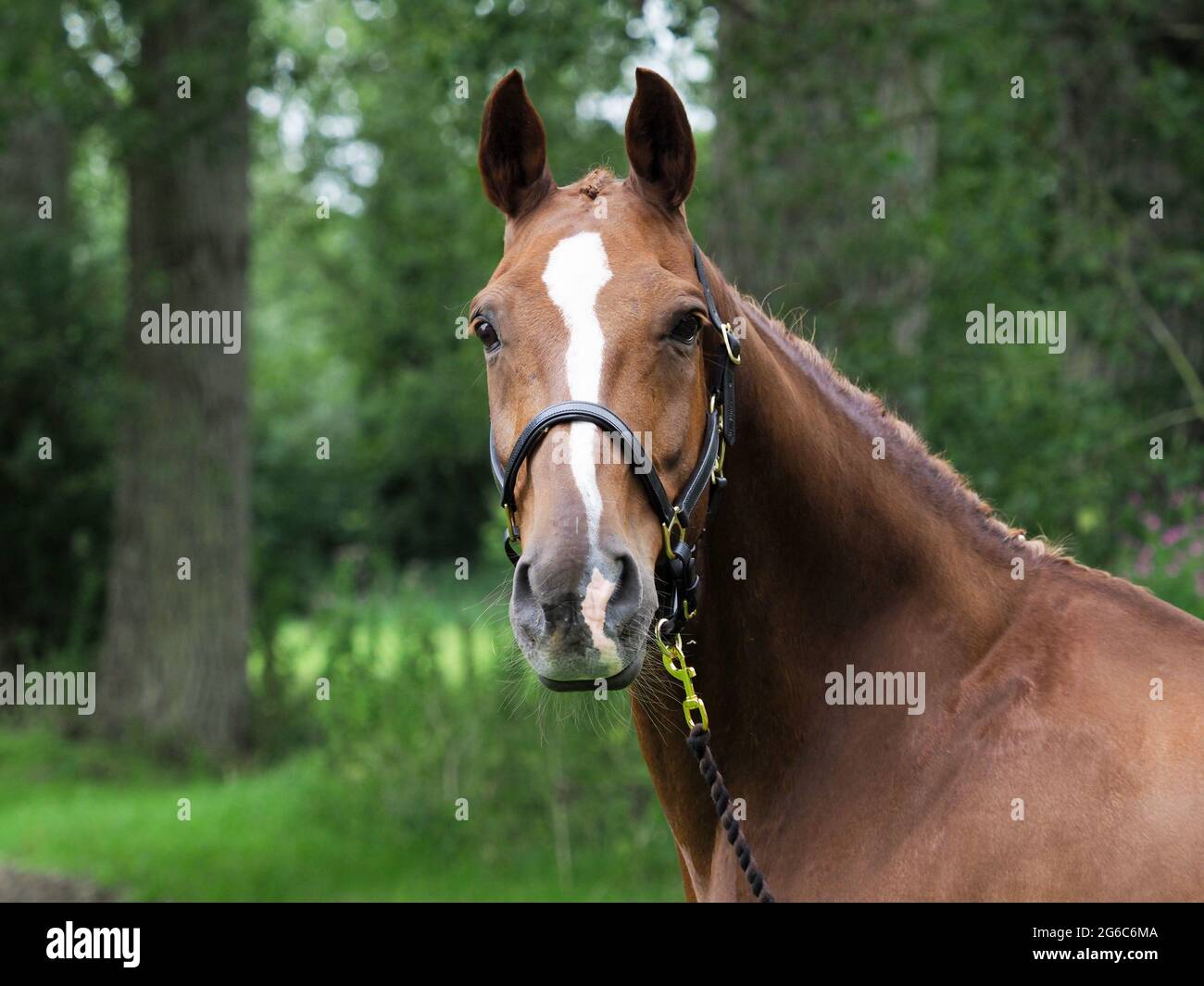 Eine Kopfaufnahme eines kastanienbraunen, in einem Lederkopfkragen geflochtenen Pferdes. Stockfoto