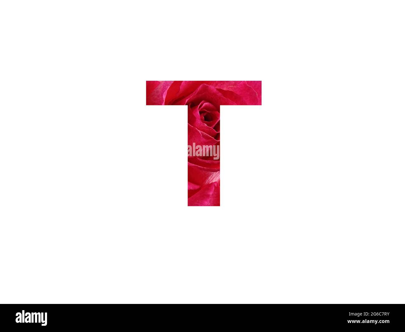 Buchstabe T des Alphabets mit einem Foto einer roten Rose, isoliert auf weißem Hintergrund Stockfoto