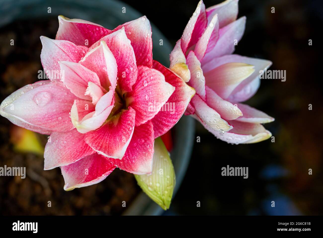 Nahaufnahme einer blühenden roten Hippeastrum-Blume, Staubpollen aus der Nähe Stockfoto