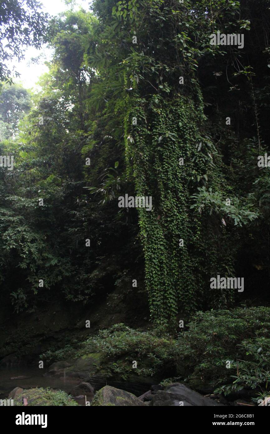 Naturfotografie im Dorf Bandorban Stockfoto