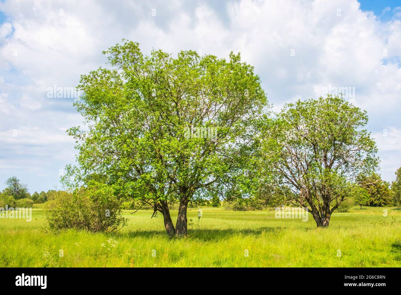 Sonnige Wiese mit grünen Laubbäumen Stockfoto
