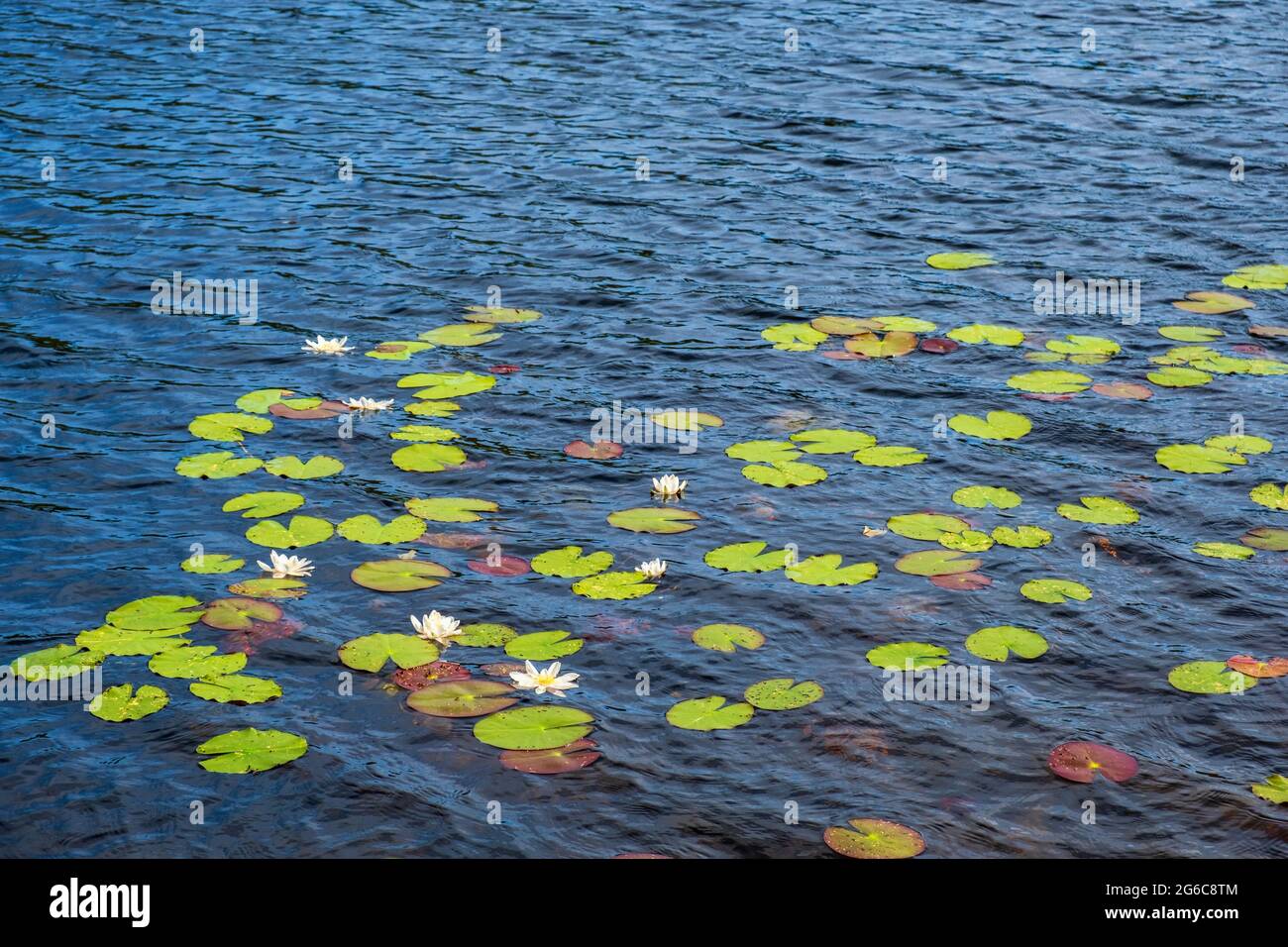 Seerose blüht in einem See Stockfoto