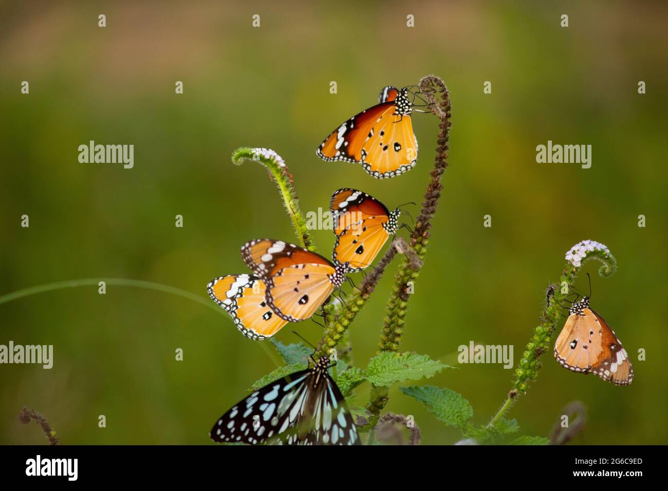 Sammlung von Schmetterling. Schlichte Tiger- und Tiger-Schmetterlinge. Stockfoto