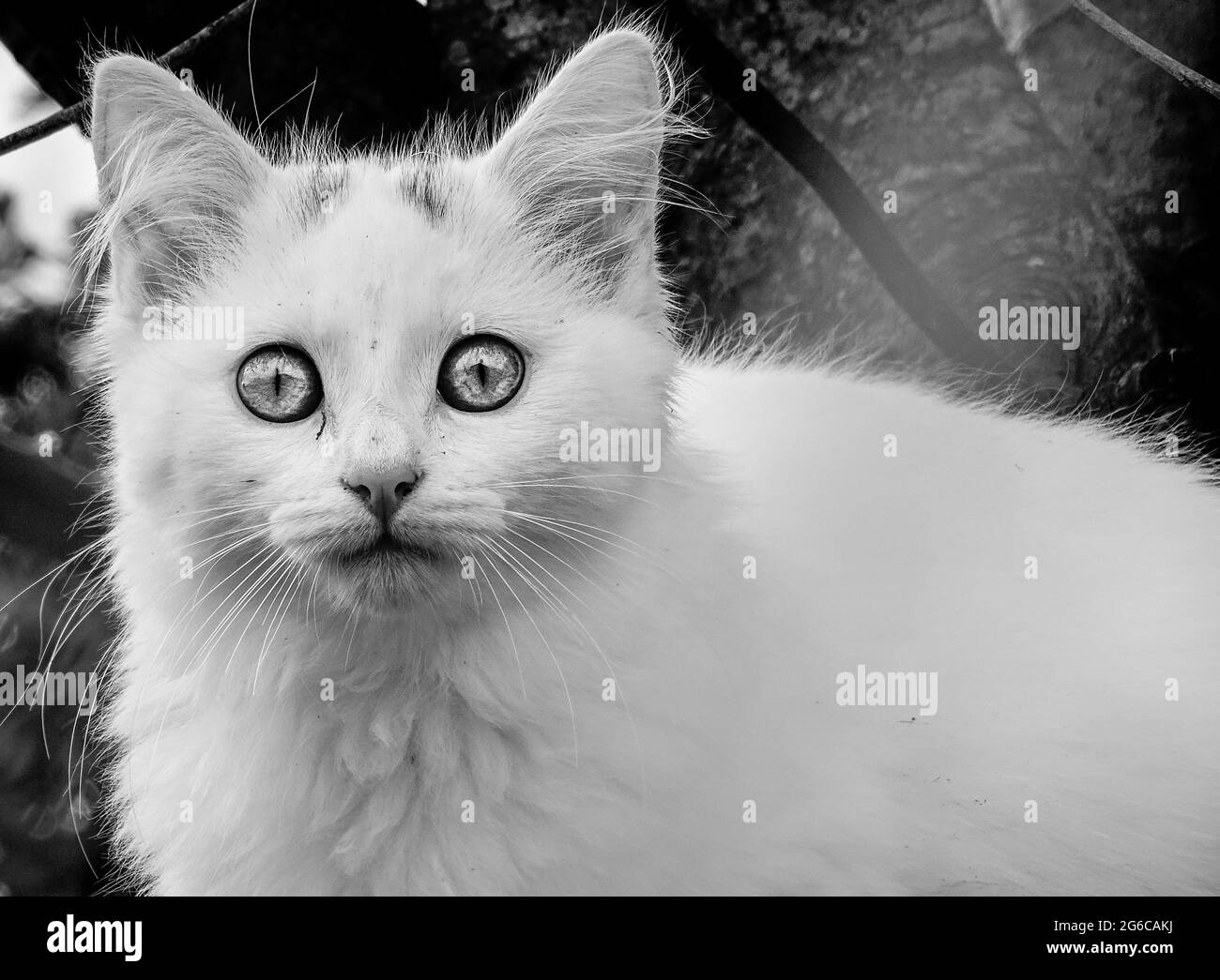 Schwarz-weiße Katze, die in die Kamera schaut, wunderbare Augen. Niedlich und lustig. Stockfoto
