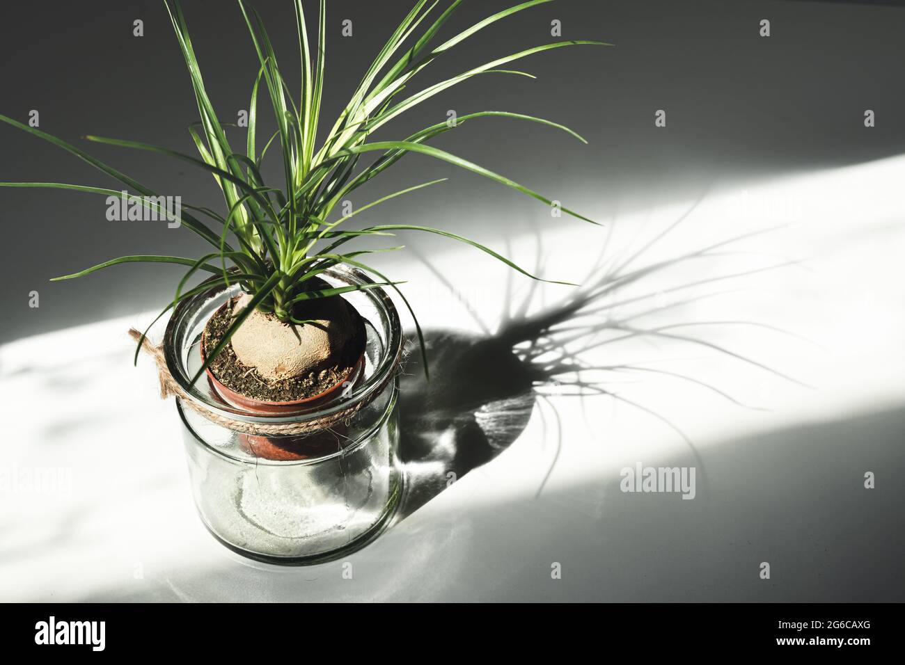 Pflanze von beaucarnea recurvata im Glas auf dem weißen Tisch bei Tageslicht Stockfoto