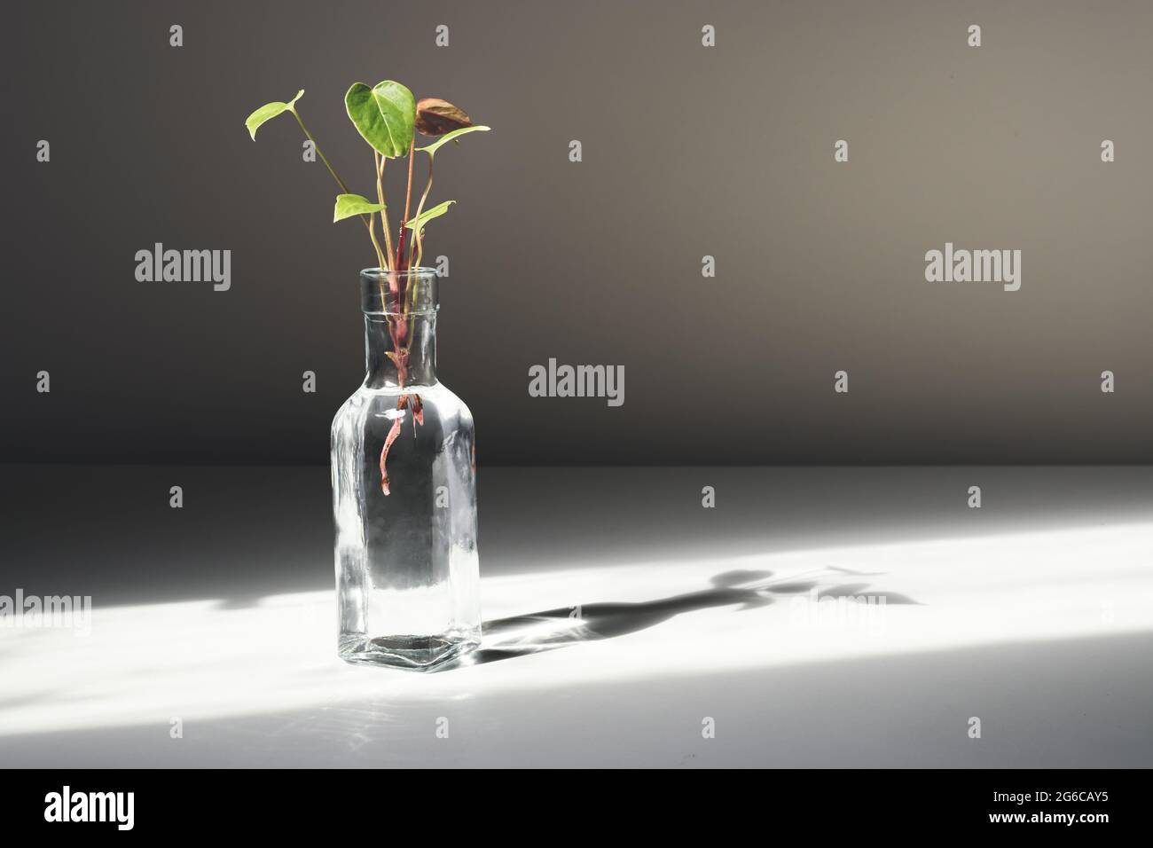 Anthurium sprießt in einer Flasche mit Wasser auf einem weißen Tisch, beleuchtet von der Sonne, minimalistisches botanisches Wohndekor Stockfoto