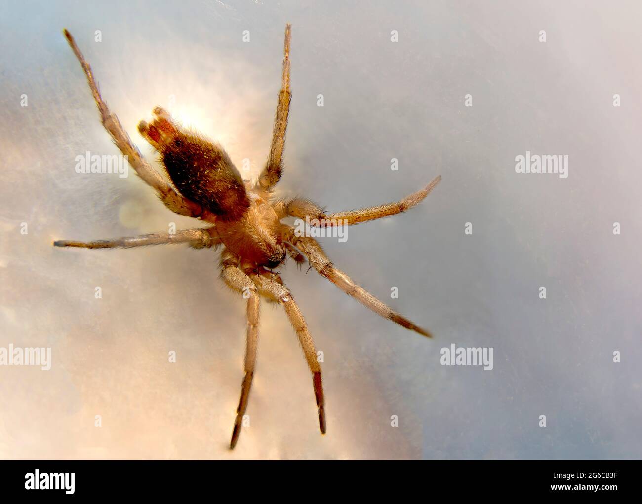 Siebenbeiniger Freak Stockfoto