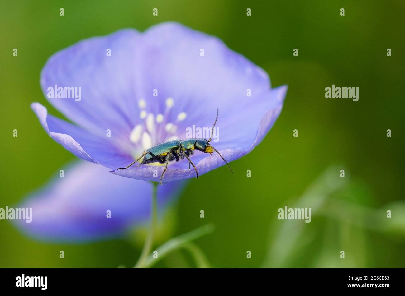 Kleiner Käfer auf einer Leinblüte Stockfoto