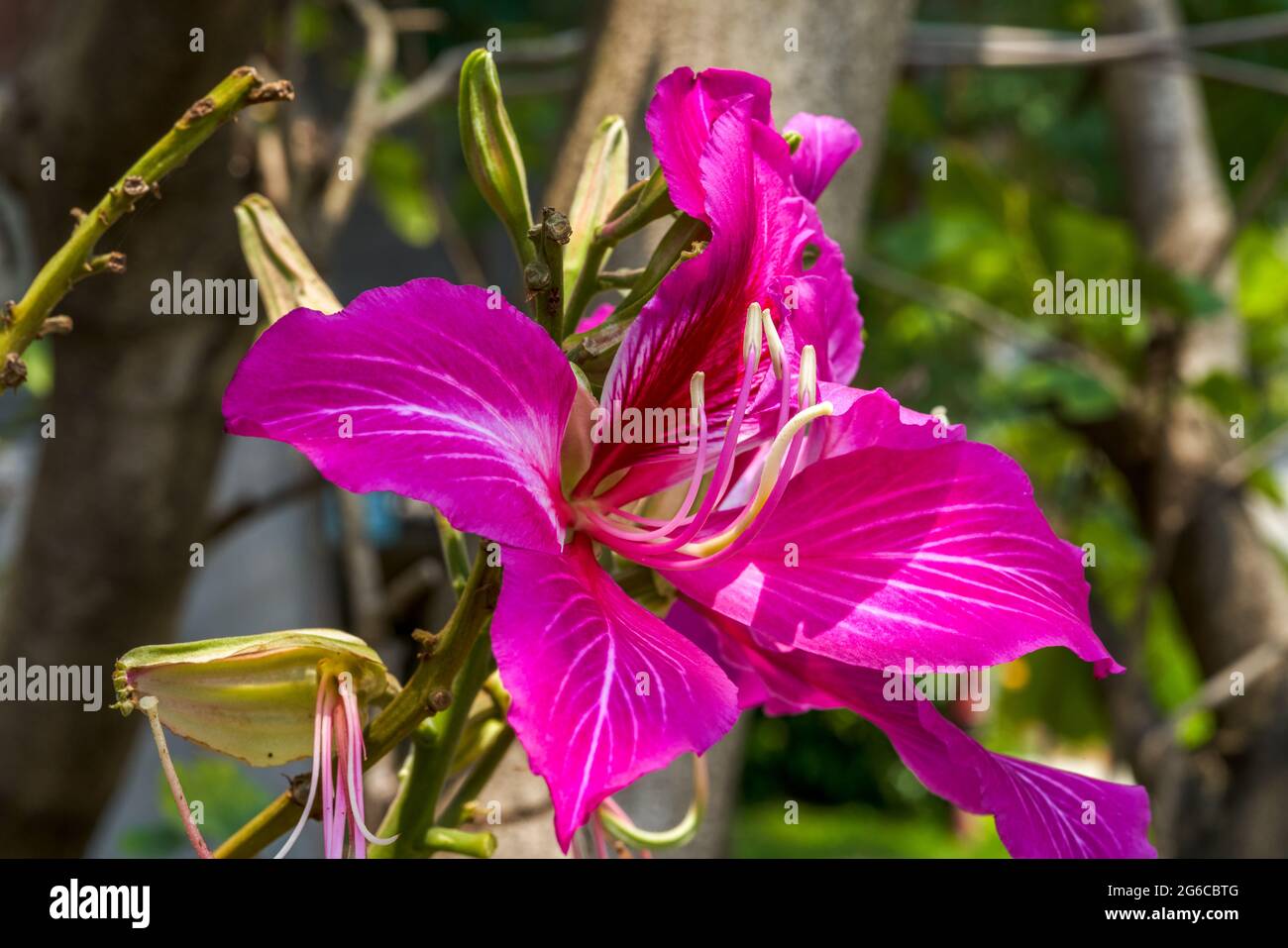 Eine blühende rote Blume Bauhinia Stockfoto