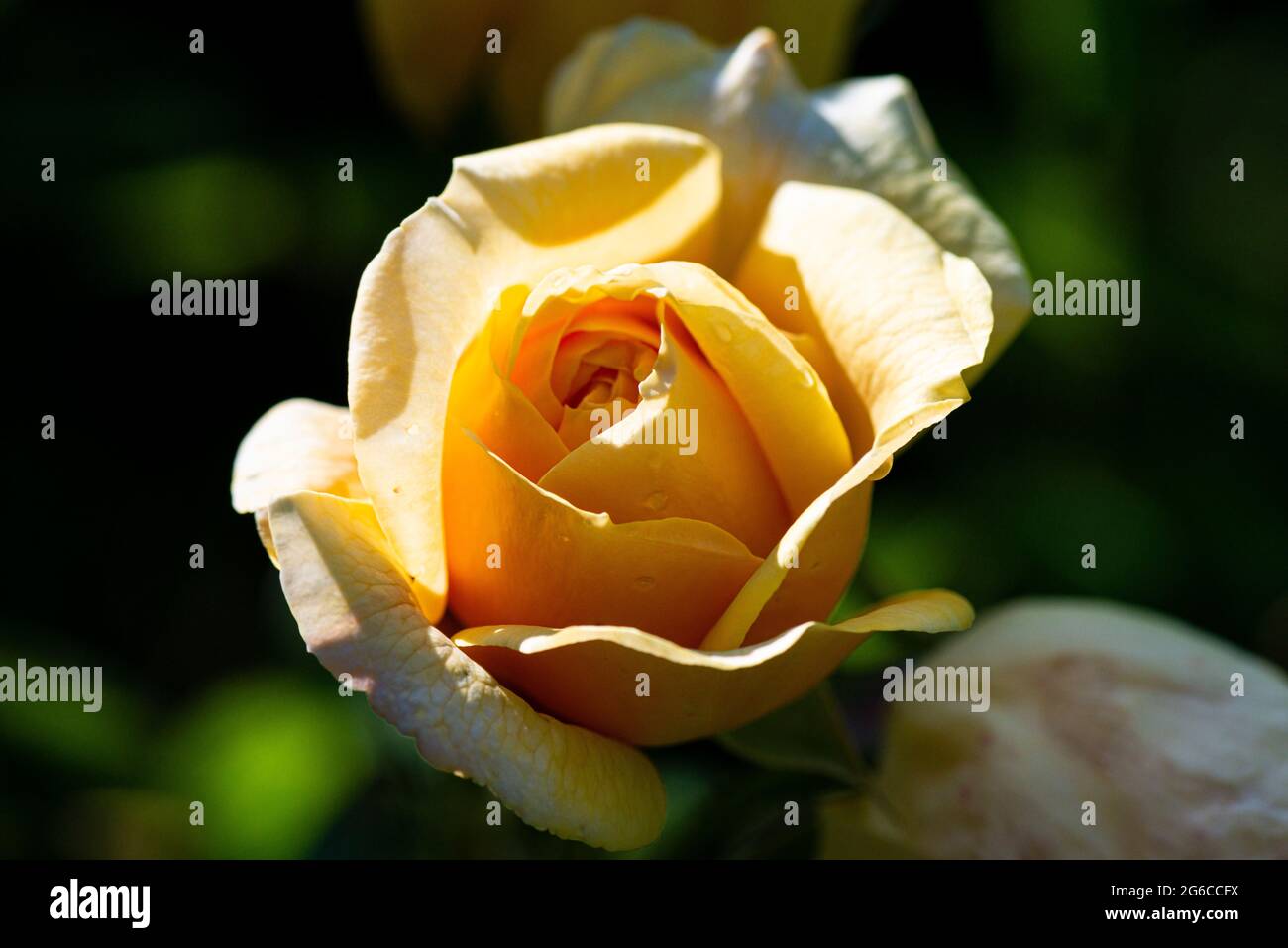 Die Blume einer Rose „neckende Georgien“ (Rosa „neckende Georgien“) Stockfoto