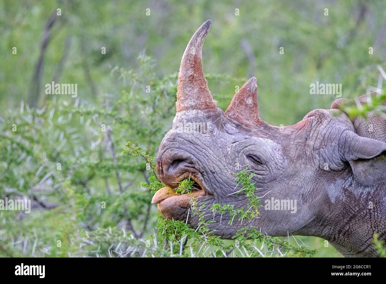 Nashornarten, Nashorn mit Hakenlippen, Diceros bicornis, Nahaufnahme. Etosha Nationalpark, Namibia, Afrika Stockfoto