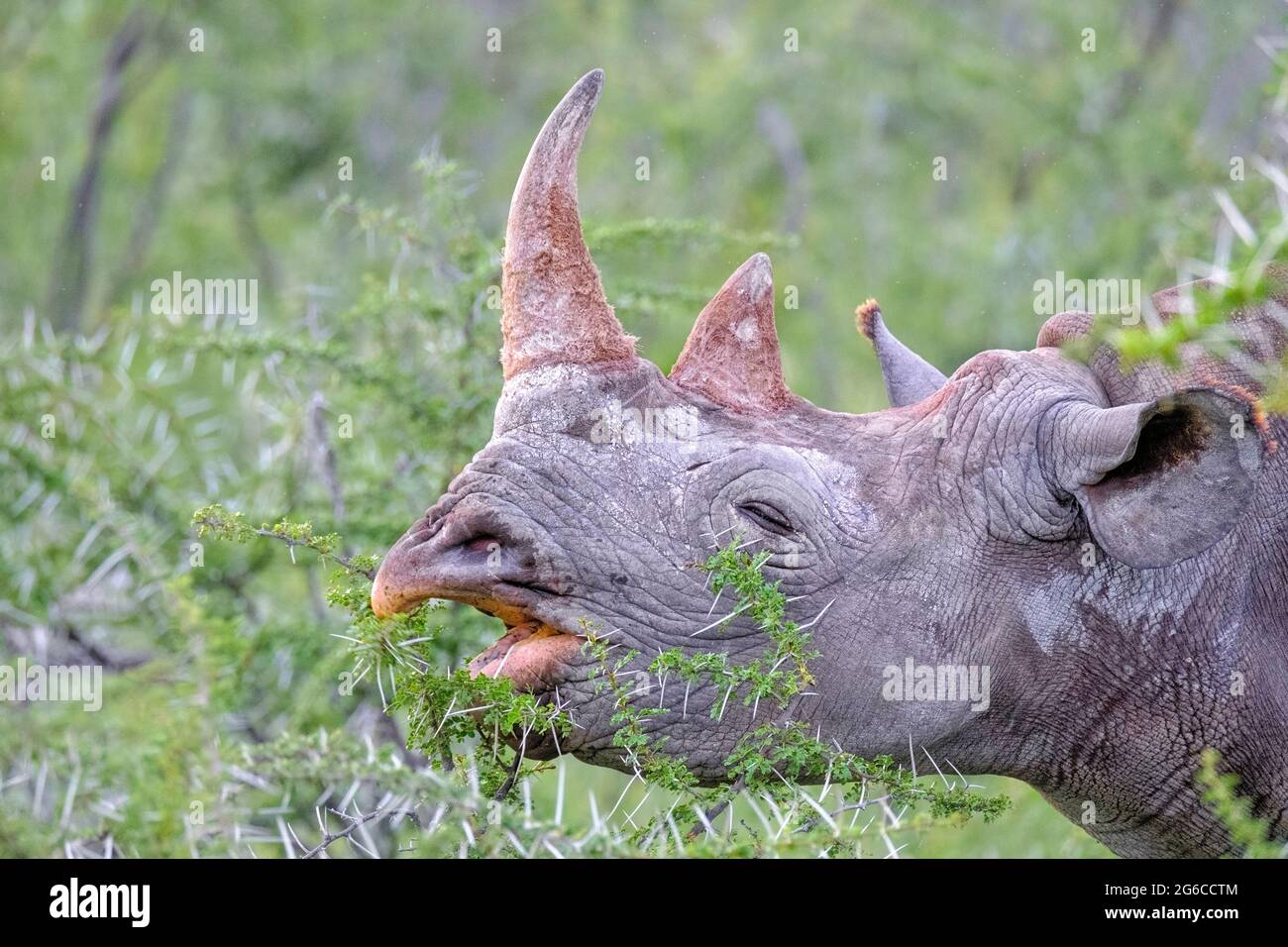 Nashornarten, Nashorn mit Hakenlippen, Diceros bicornis, Nahaufnahme. Etosha Nationalpark, Namibia, Afrika Stockfoto