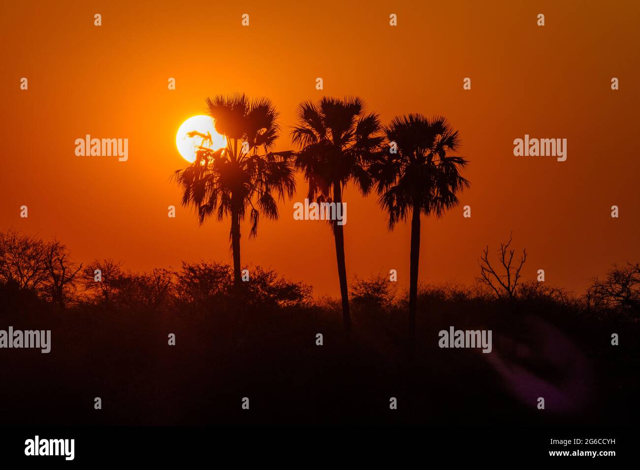 Afrikanische Sonnenuntergangsansicht von 3 Palmen. Chobe National Park, Botswana, Afrika Stockfoto