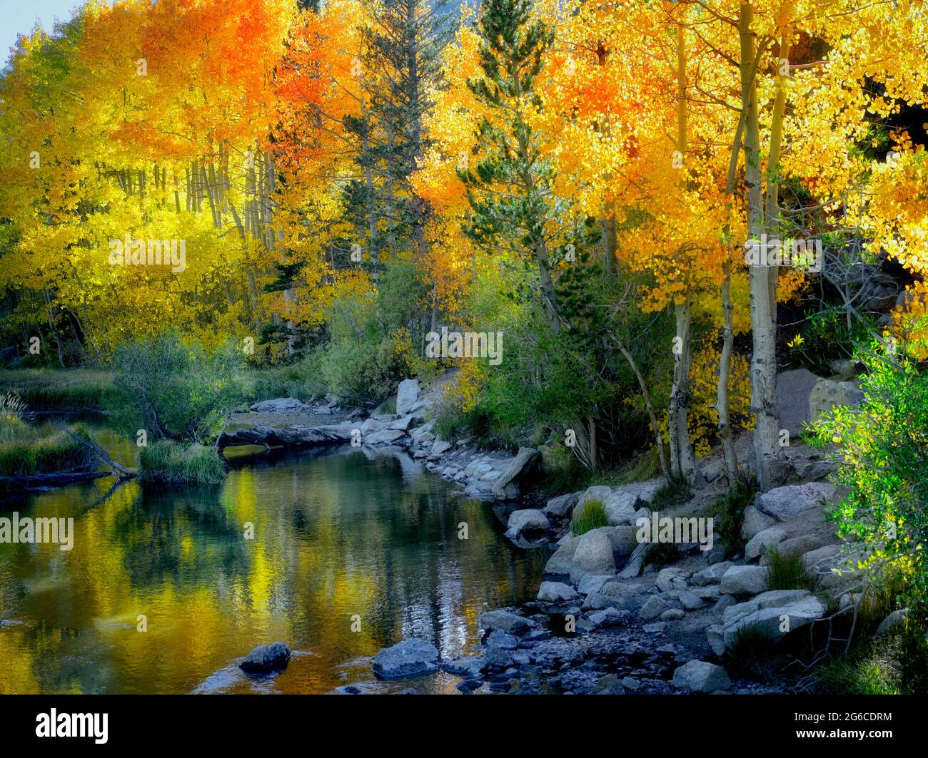 Fallen Sie farbige Espen an Bischof Creek, Kalifornien. Inyo County. Östliche Sierra Nevada Skihängen Stockfoto