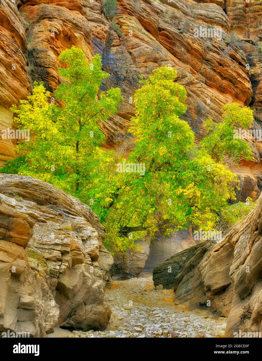 Box Elder Maple in Herbstfarbe in einem kleinen Canyon im Zion National Park, Utah Stockfoto