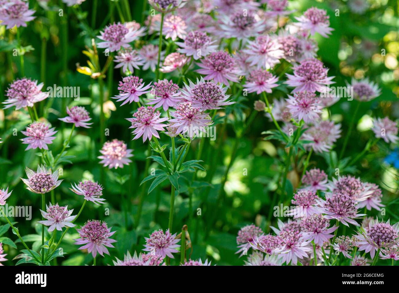 Großmasterwort (Astratia major) Stockfoto