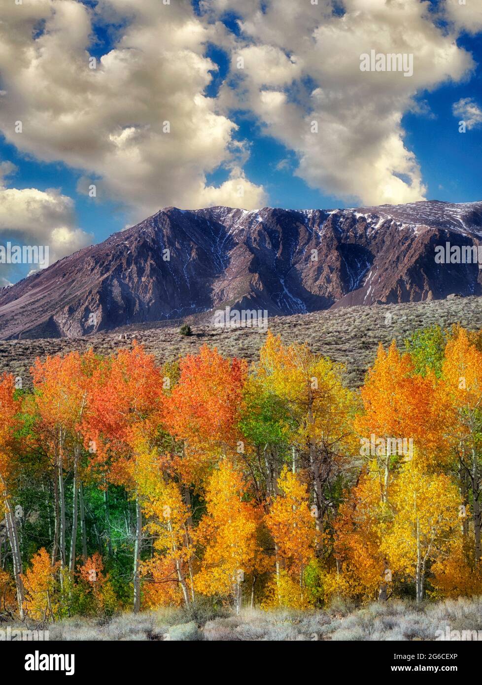 Blutige Canyon. Espe Bäume in Herbstfarben. Östlichen Berge der Sierra Nevada, Kalifornien Stockfoto