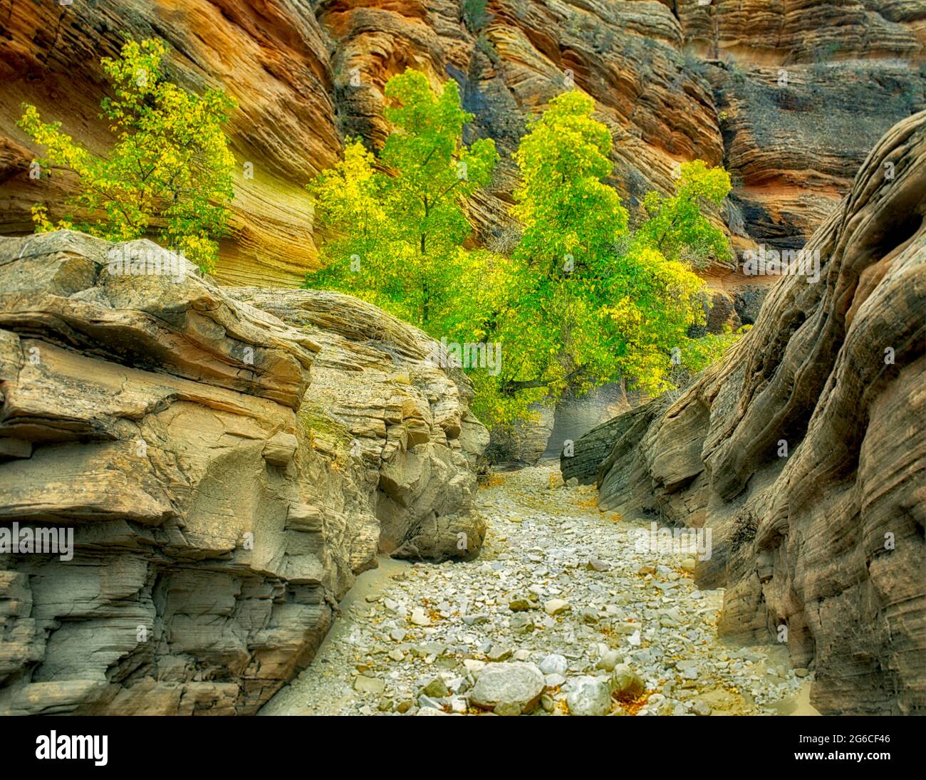 Box Elder Maple in Herbstfarbe in einem kleinen Canyon im Zion National Park, Utah Stockfoto