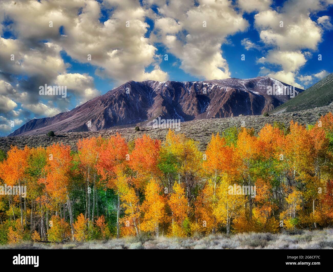 Blutige Canyon. Espe Bäume in Herbstfarben. Östlichen Berge der Sierra Nevada, Kalifornien Stockfoto