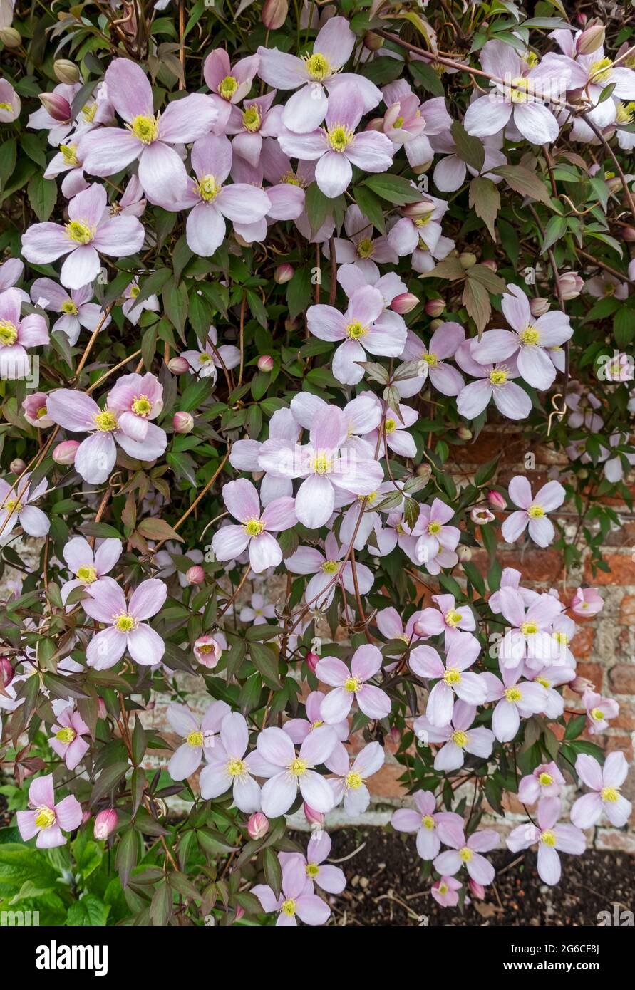 Nahaufnahme von rosa Clematis 'Montana'-Blüten, die im Frühjahr an einer Wand im Garten wachsen England Vereinigtes Königreich GB Großbritannien Stockfoto