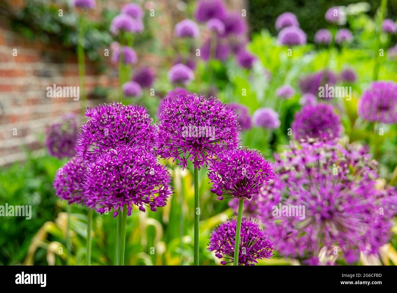 Nahaufnahme der violetten allium alliums hollandicum Blumen blühende Blüten wachsen im Border Blumenbeet Garten im Frühjahrssommer England Großbritannien Großbritannien Großbritannien Stockfoto