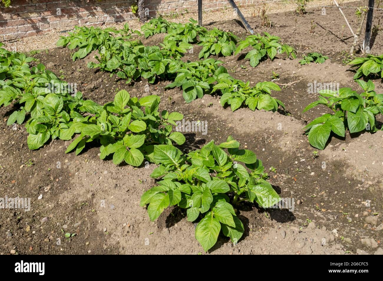 Kartoffelpflanzen Kartoffeln 'Maris Peer' Gemüseanbau im Garten im Frühjahr England Vereinigtes Königreich GB Großbritannien Stockfoto