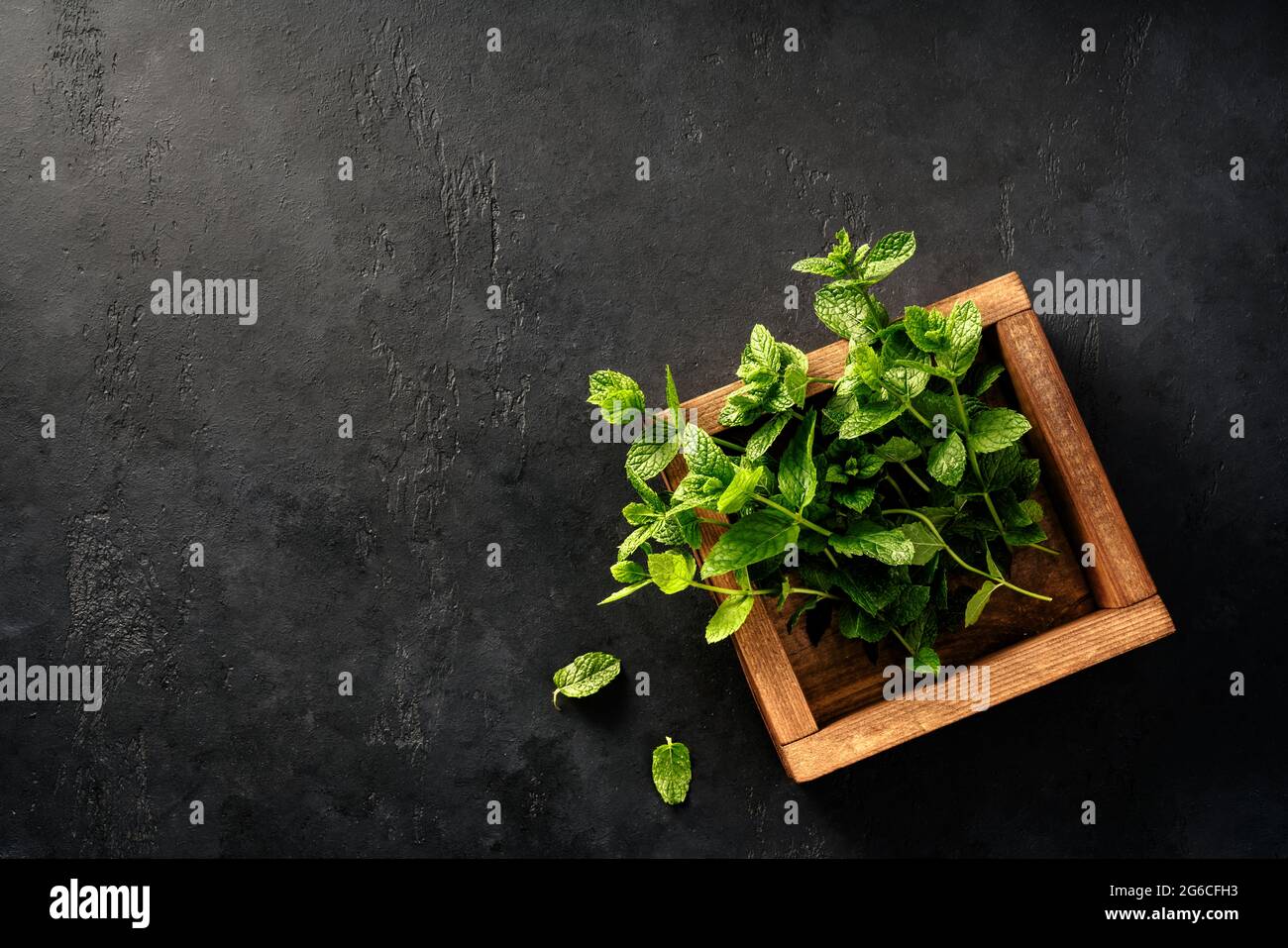 Frische Minze in Holzkiste auf dunklem Beton Hintergrund mit. Draufsicht auf ein paar Minze- und Minzblätter. Kopieren Sie Speicherplatz für Ihr Design. Stockfoto