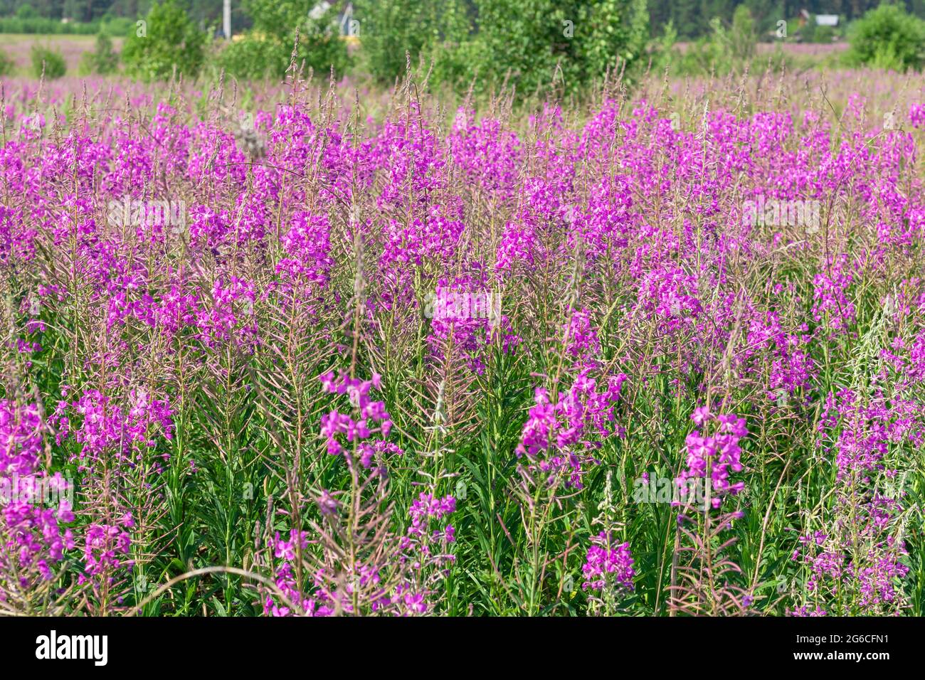 Blühendes Feld mit roten Blumen des Ivan-Tees auf dem Hintergrund eines grünen Waldes an einem heißen Sommertag. Nahaufnahme Stockfoto