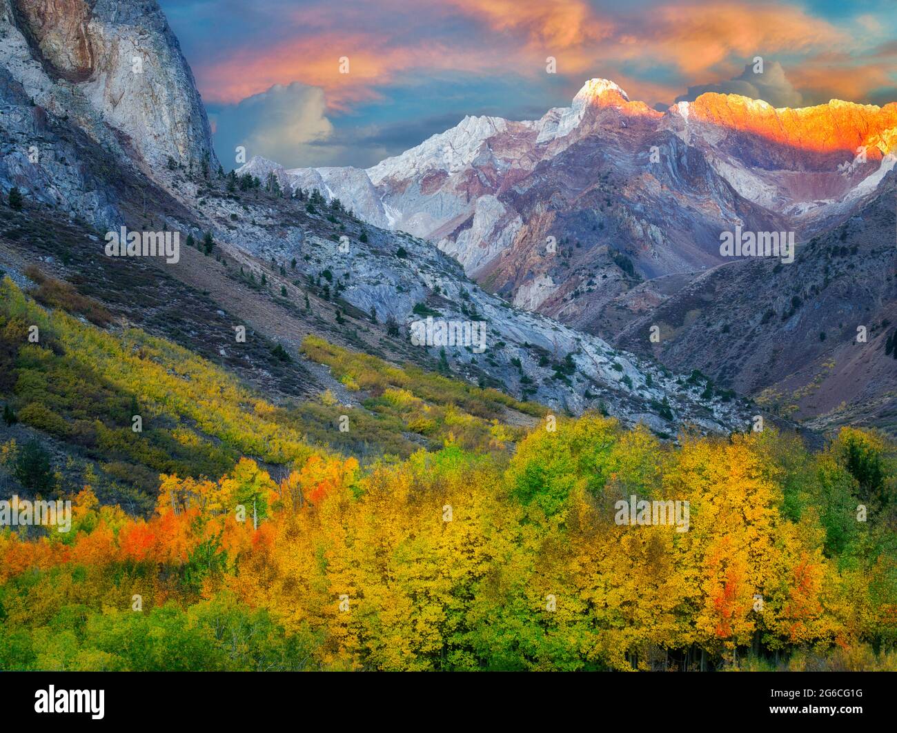 McGee Creek Drainage mit Herbst farbige Pappel und Espe Bäume. Östlichen Berge der Sierra Nevada, Kalifornien Stockfoto
