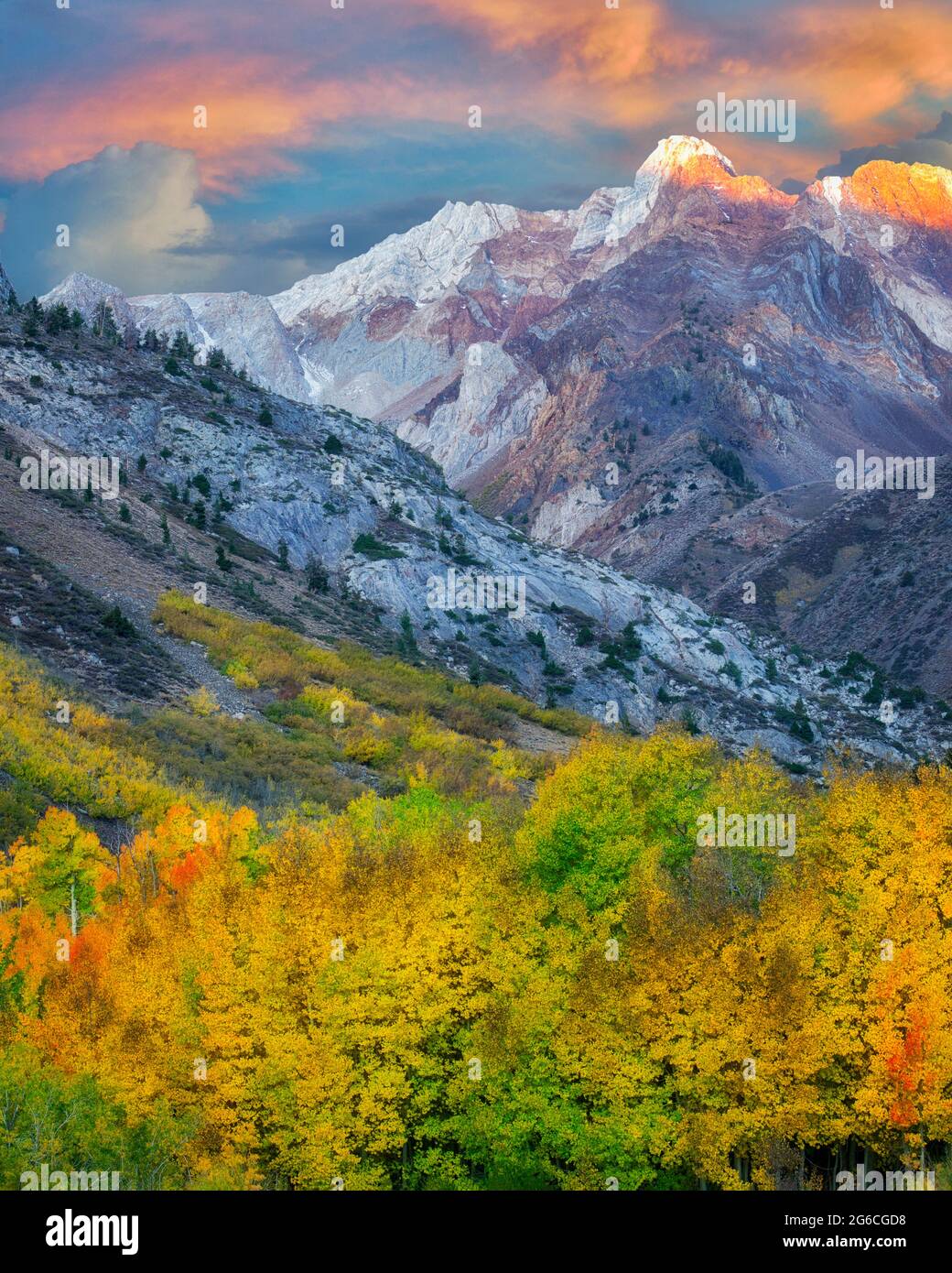 McGee Creek Drainage mit Herbst farbige Pappel und Espe Bäume. Östlichen Berge der Sierra Nevada, Kalifornien Stockfoto