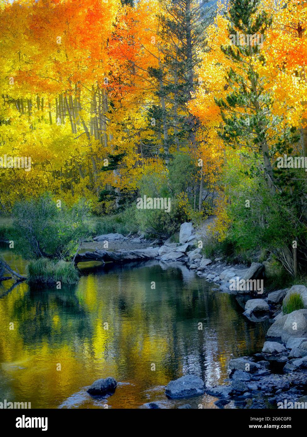 Fallen Sie farbige Espen an Bischof Creek, Kalifornien. Inyo County. Östliche Sierra Nevada Skihängen Stockfoto