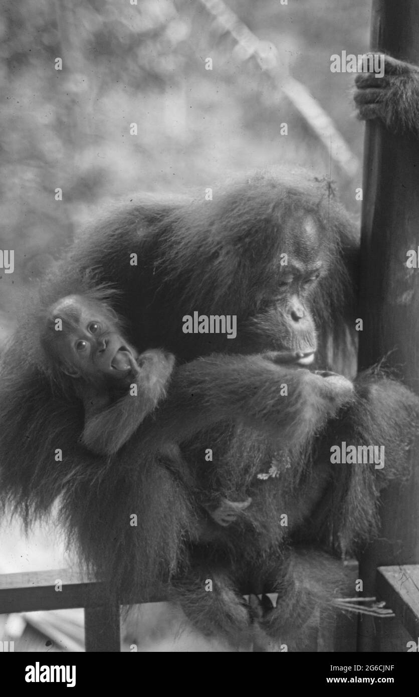 Malysia/Borneo: Ein Orang-Utan-Baby und seine Mutter auf der reha-Station in Sepilok, Sarawak Stockfoto