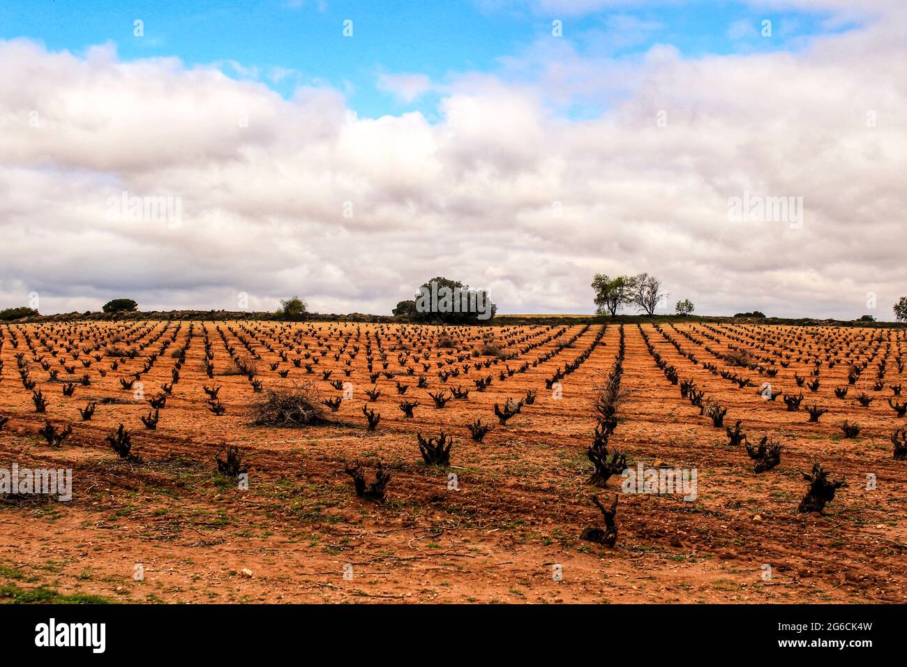 Landschaft aus Weinbergen mit roten Land unter grauem Himmel in Castilla la Mancha, Spanien Stockfoto