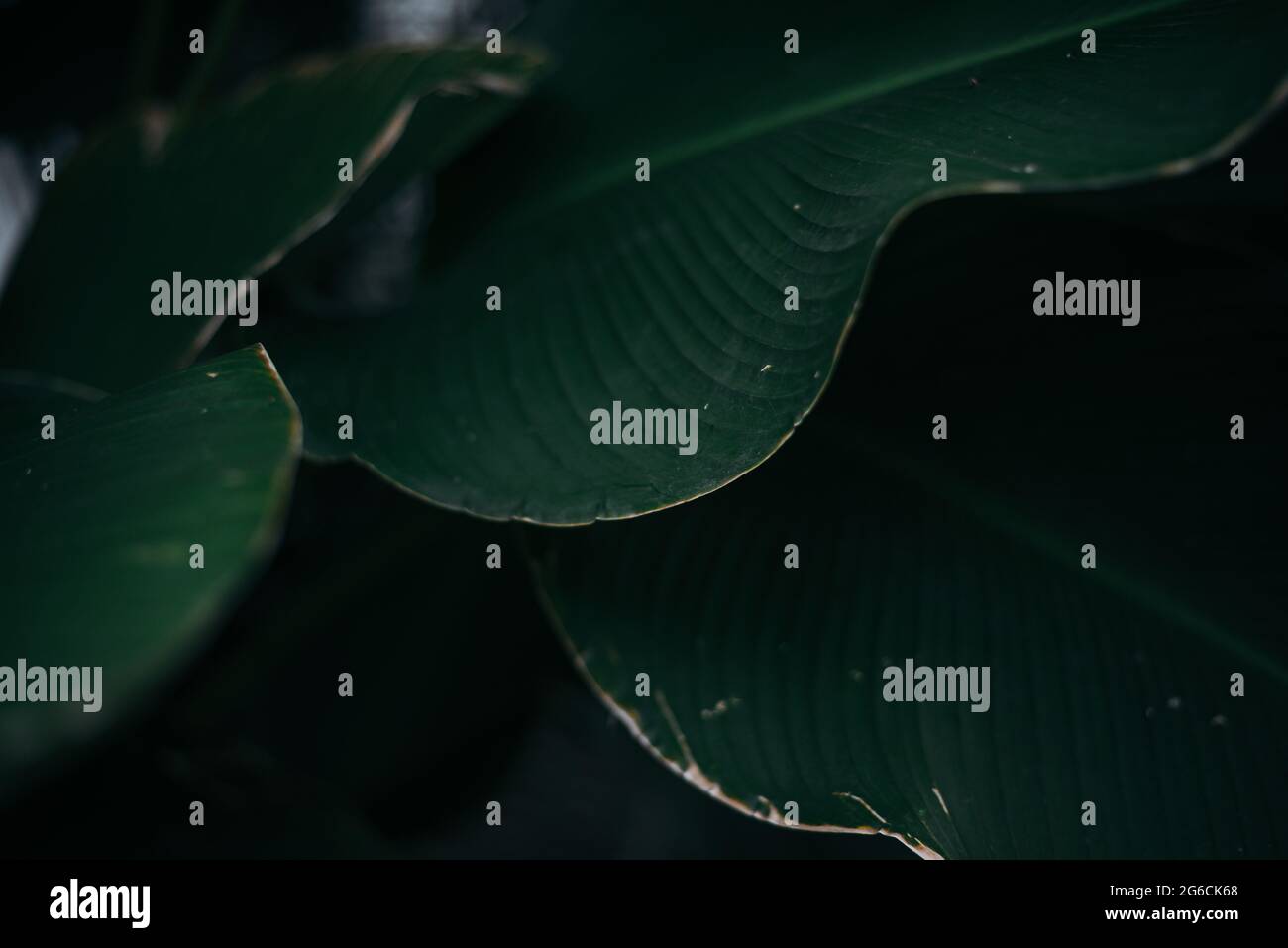 Nahaufnahme von groben tropischen Blättern, Venenstruktur Stockfoto